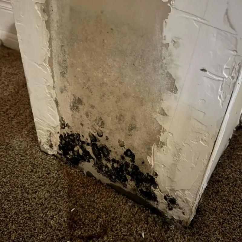 Professional Mold Removal in Mission, TX